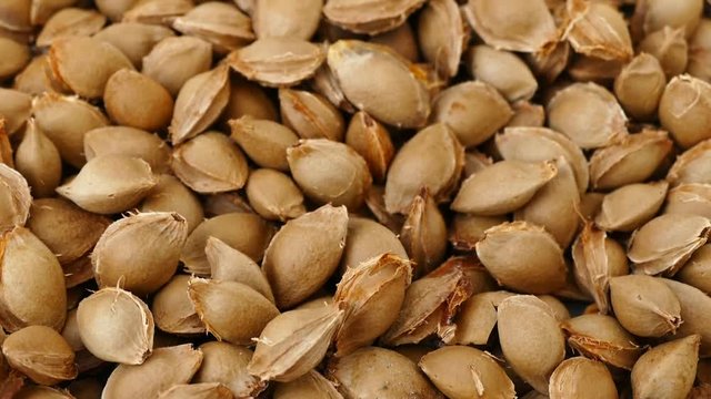large quantity of apricot kernel, pharmaceutical industry and apricot kernels,