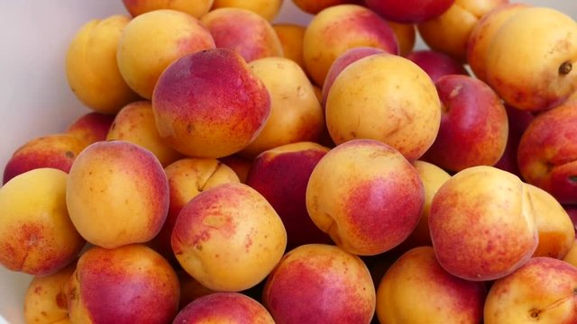 organic red colored apricots, ripe apricots, natural apricot fruit, dark pink fried fresh apricots,
