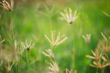 Golden grass flowers in the garden