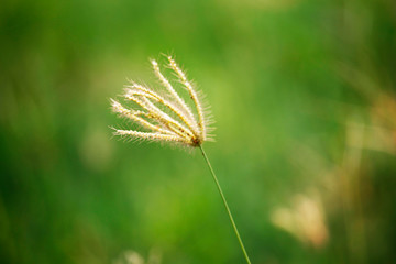 Golden grass flowers in the garden