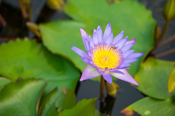 Water lily flower and bee in pool