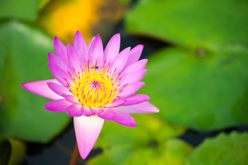 Pink water lily flower and bee in pool