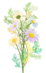 Chamomile (Daisy) bouquet, white flowers, buds, leaves, stems, green twigs of asparagus. Realistic botanical illustration on white background in watercolor style for design, vector