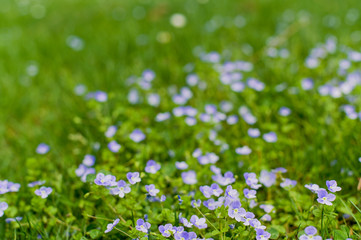 Pansies juicy green grass. Flowers on a spring meadow in the park. Beautiful nature.