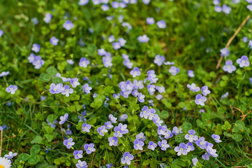 Obraz na płótnie Canvas Pansies juicy green grass. Flowers on a spring meadow in the park. Beautiful nature.
