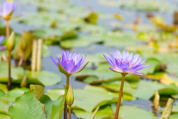 Water lily,Lotus or Waterlily flower in pool