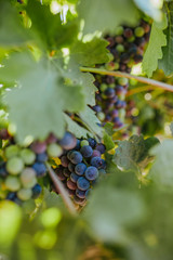 Grapes to winemaking © psousa5