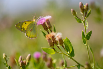 Yellow butterfly (Colias eurytheme) on a thistle (Cárduus) flower.