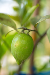 Green lemon on tree in garden
