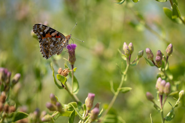 Beautiful butterfly (Vanessa cardui) on a thistle (Cárduus) flower.