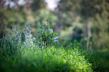 Spring nature. Meadow outddor wild meadow flowers. Macro