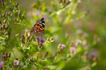 Beautiful butterfly (Vanessa cardui) on a thistle (Cárduus) flower.