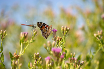 Beautiful butterfly (Vanessa cardui) and dragonfly on a thistle (Cárduus) flowers.