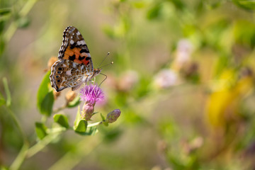 Beautiful butterfly (Vanessa cardui) on a thistle (Cárduus) flower.