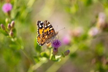 Fototapeta na wymiar Beautiful butterfly (Vanessa cardui) on a thistle (Cárduus) flower.