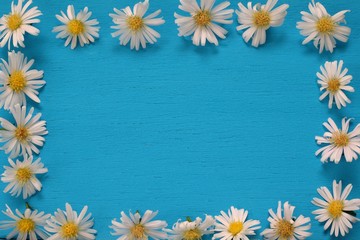 White Daisy flowers lay on blue wooden background