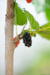 Black malberry on tree