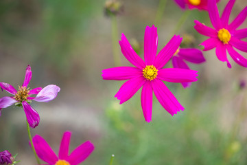Fototapeta premium Pink cosmos flower