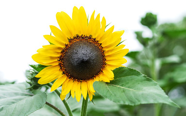 Fototapeta premium One sunflower on white background. Close-up shot.
