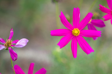 Pink cosmos flower