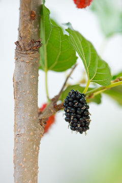 Black malberry on tree
