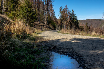 Harz Wanderung durch den Wald am Luxgehege in Badharzburg