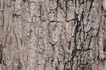 wood texture bark of  tree, nature background