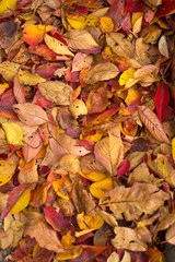 leaves fall in autumn season