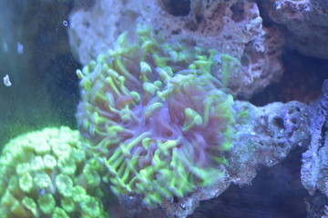 Fototapeta na wymiar red coral and tropical fish