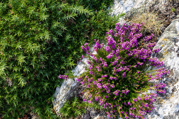 purple flower on rocks