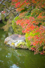 Obraz na płótnie Canvas Red maple leaves in autumn season