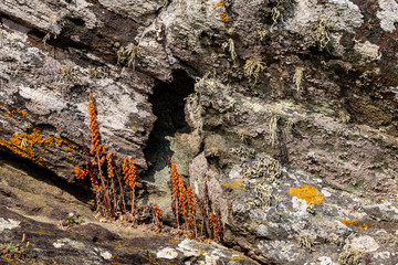 Rocks along the beach