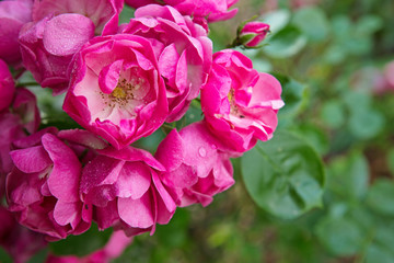 Pink climbing roses isolated .Summer background.