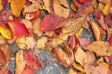 Obraz premium Closed up autumn leaves background