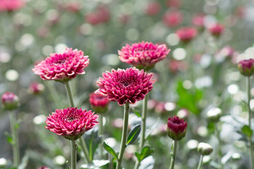 Beautiful purple or pink chrysanthemum in the garden