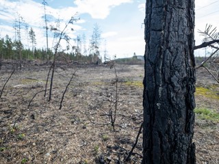 Forest fire aftermath with burnt trees and stump. Field with ashes after a wildfire