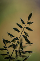 close-up of grass seeds in front of a blurry background