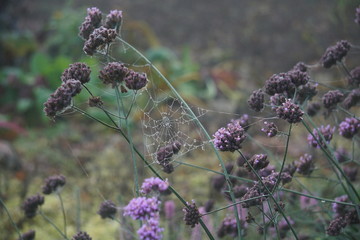 Cobwebs on verbena bonariensis