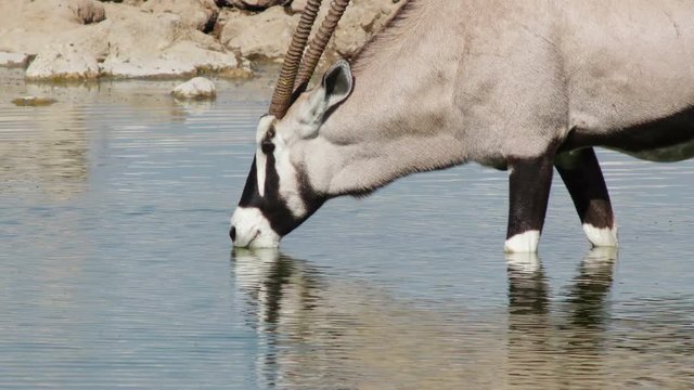 oryx drinks water. South Africa, Namibia