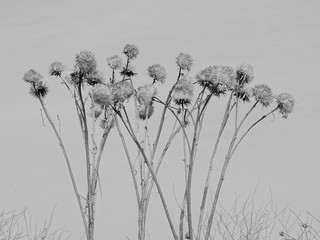 bodegon de cardos en monocromo gris