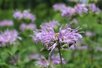 Field of wild bergamot at Miami Woods in Morton Grove, Illinois