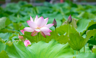 Lotus is blooming in the pond. It’s part in the park, China
