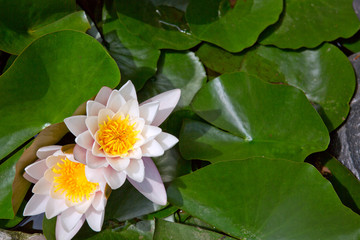 Close up on white water lilies on the lake.