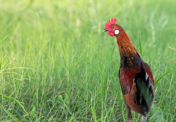Male fowl in green grass fields, wild fowl for food in natural grass fields
