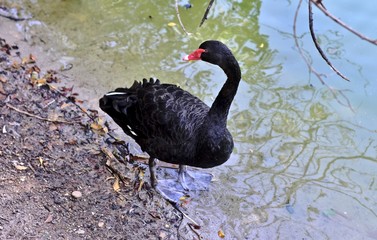 Fototapeta premium Cisne negro, gran ave migratoria anátidae con plumaje negro y pico rojo. 