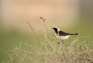 Northern Wheatear perched on a bush at Hamala, Bahrain 