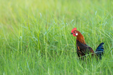 Male fowl in green grass fields, wild fowl for food in natural grass fields