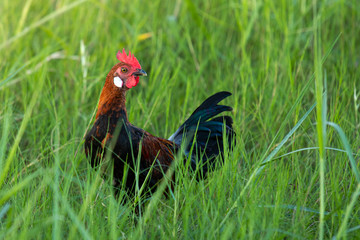 Male fowl in green grass fields, wild fowl for food in natural grass fields