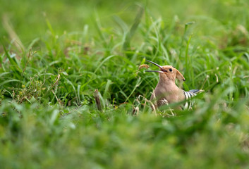 A hoopoe tossing its pray before swallowing, Bahrain 