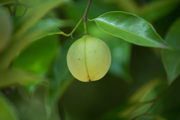 Jaiphal Nutmeg In The Plant